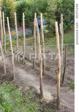 Barbarous pruning of old poplars in the city. 36355296