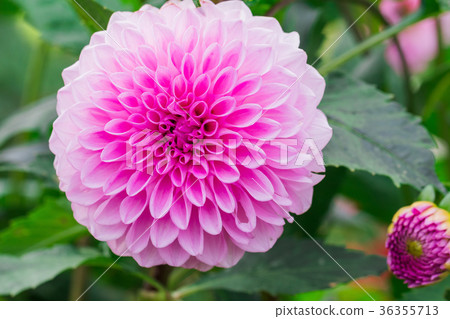 Beautiful pink flower blooming in spring day Beautiful pink flower blooming in spring day 36355713