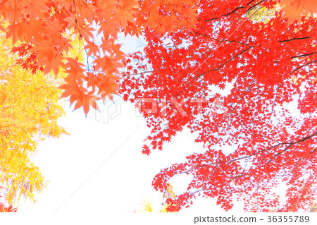 Autumn leaves isolated on white background Autumn leaves isolated on white background 36355789