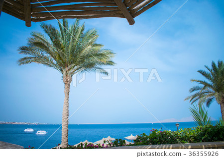 Wooden umbrella against palm tree and an azure sea 36355926