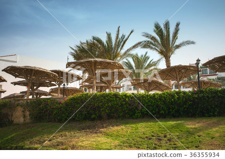 amazing vacation in tropical countries.Egypt.Hotel 36355934