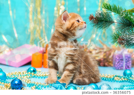 Small British kitten  and Christmas decorations 36356075