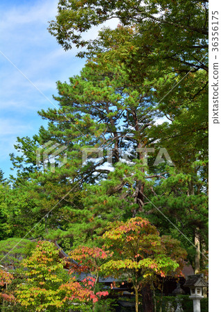 山梨武田神社 山梨武田神社 36356175