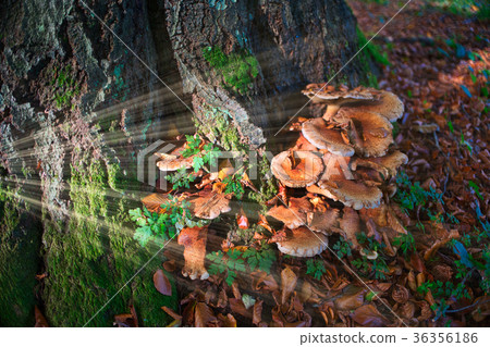 Armillaria mushrooms in the woods in Staverden Armillaria mushrooms in the woods in Staverden 36356186