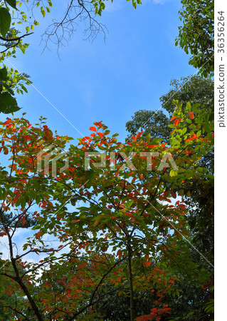 Yamanashi Takeda Shrine 36356264