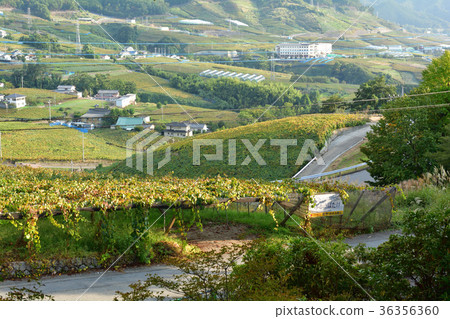 Yamanashi and the hill of grapes 36356360