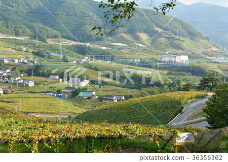 山梨和葡萄山 36356362