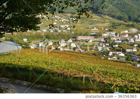 山梨和葡萄山 36356363