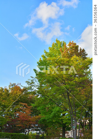 山梨和葡萄山 36356364