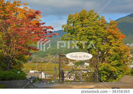 山梨和葡萄山 山梨和葡萄山 36356365