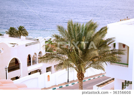 palm tree.beautiful Arabian house. Sea and hotel 36356608