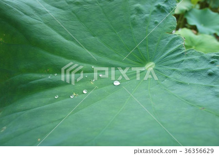 葉，蓮花，水滴 36356629