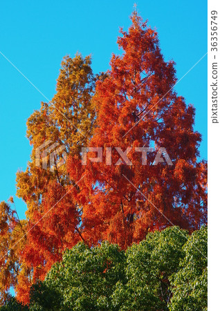 Autumn leaves colored in the blue sky of early winter 36356749