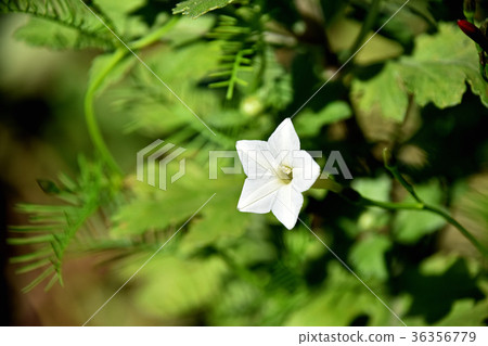 Luciferous (red rush) Luciferous (red rush) 36356779