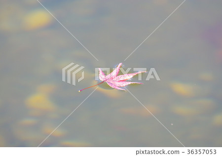 漂浮在水的海鯛 36357053