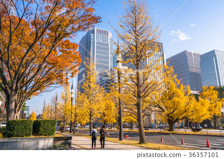 《東京》丸之內秋天/城市景觀 36357101