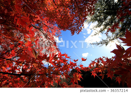 Kaori River 36357214