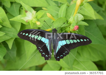 Aosiagehaha 36357701