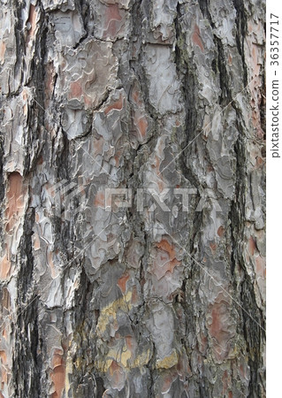 Background. Brown textured bark mountain pine Background. Brown textured bark mountain pine 36357717