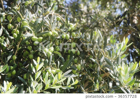 Background. Green olive tree with fruit on 36357728