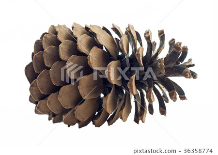 large isolated pine cone 36358774