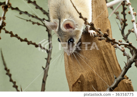 spiny mouse peeks out spiny mouse peeks out 36358775