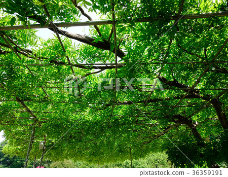 Wisteria trees at Ashikaga Flower Park 36359191