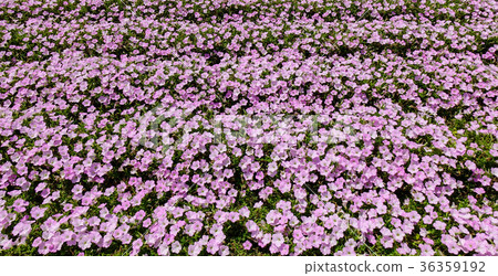 Pink flowers at Ashikaga Flower Park 36359192
