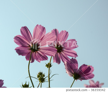 Cosmos flowers blooming at the garden Cosmos flowers blooming at the garden 36359342