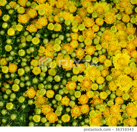 Small Japanese daisy flowers blooming at sunny day Small Japanese daisy flowers blooming at sunny day 36359343
