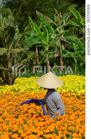 Flower plantation in Mekong Delta, Vietnam 36359369