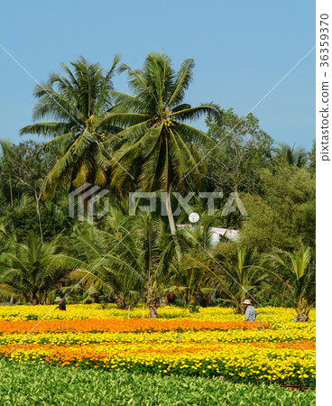 Flower plantation in Mekong Delta, Vietnam 36359370