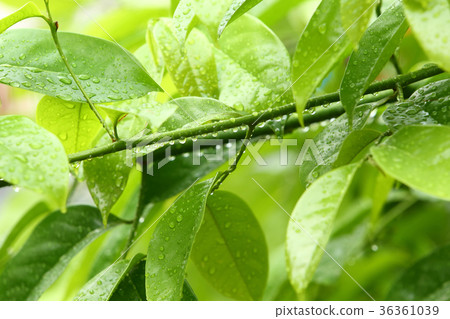 Nature Nature 36361039