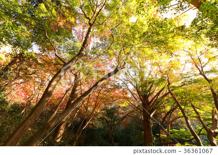 Autumn leaves of Kamakura Shishimai Autumn leaves of Kamakura Shishimai 36361067