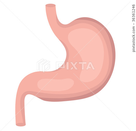 Stomach icon, flat style. Internal organs of the 36361246