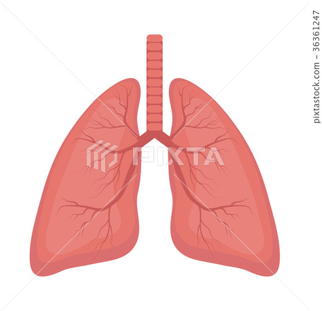 Lungs icon, flat style. Internal organs of the 36361247
