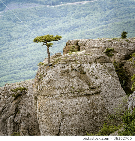 Lonely tree on a rock, landscape of Crimea Lonely tree on a rock, landscape of Crimea 36362700