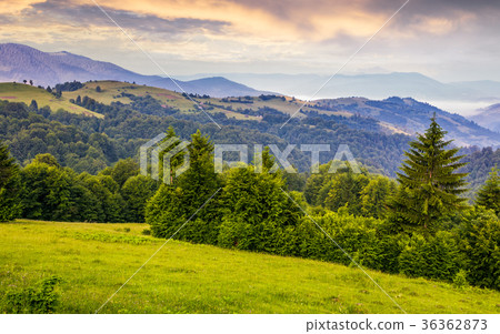 green meadows and forest of the Carpathians green meadows and forest of the Carpathians 36362873