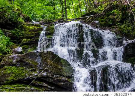 Great waterfall Shypit in Carpathian mountains Great waterfall Shypit in Carpathian mountains 36362874