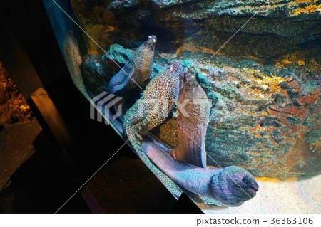 Aquarium in Bangkok, Thailand, sea urchin, moray eel 36363106