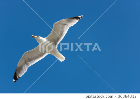 Herring Gull 36364312