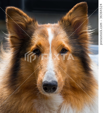 Collie Collie 36364324