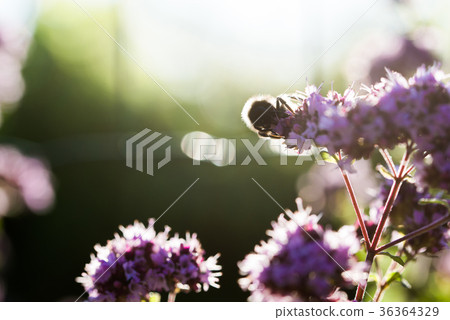 Summer evening Summer evening 36364329