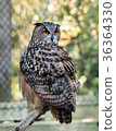 Eagle Owl 36364330