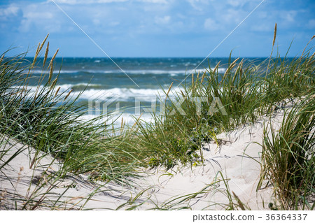 Dunes and sea 36364337