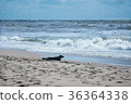 Seal on the beach 36364338