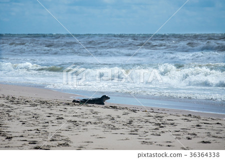 Seal on the beach 36364338