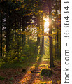 Sun rays in the forest 36364343