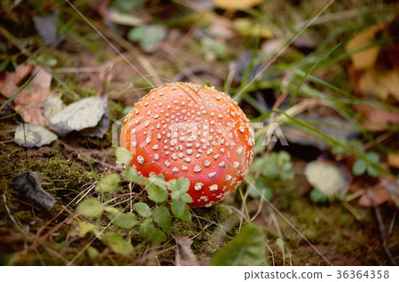 Fly agaric, poisonous mushroom red,growing in the Fly agaric, poisonous mushroom red,growing in the 36364358