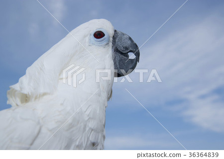 Taihakuumium Taihakuumium 36364839